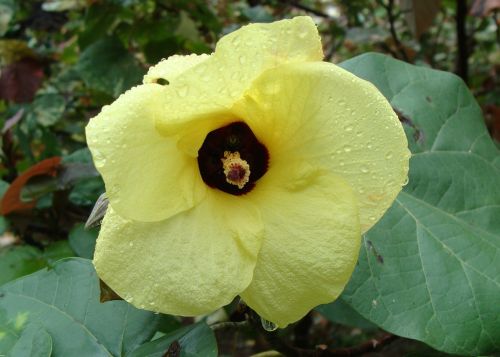 Paplūdimio Hibiscus, Gėlė, Geltona, Medis, Hibiscus Tiliaceus, Kodagu, Indija