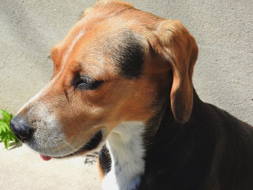 Beagle, Šuo, Naminis Gyvūnėlis
