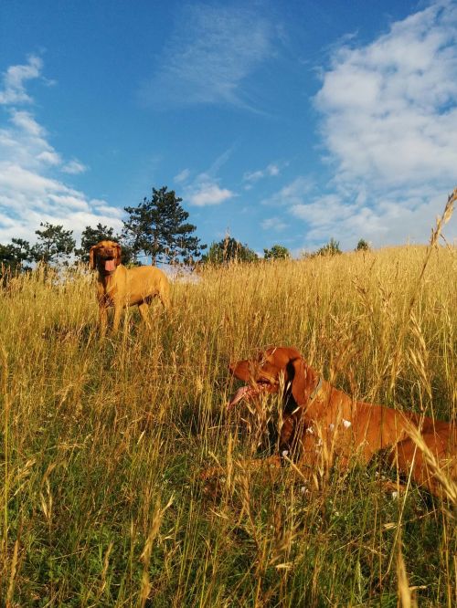 Beagle, Žygiai, Šunys, Mėlynas Dangus, Laukas, Vasara