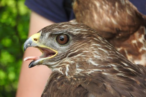 Snapas, Buzzard, Galva, Laukiniai, Plėšrūnas, Salkūnai, Akis, Plėšrusis Paukštis