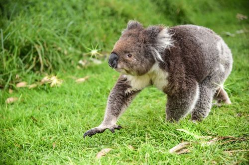 Turėti, Koala, Gyvūnas, Australia, Gamta