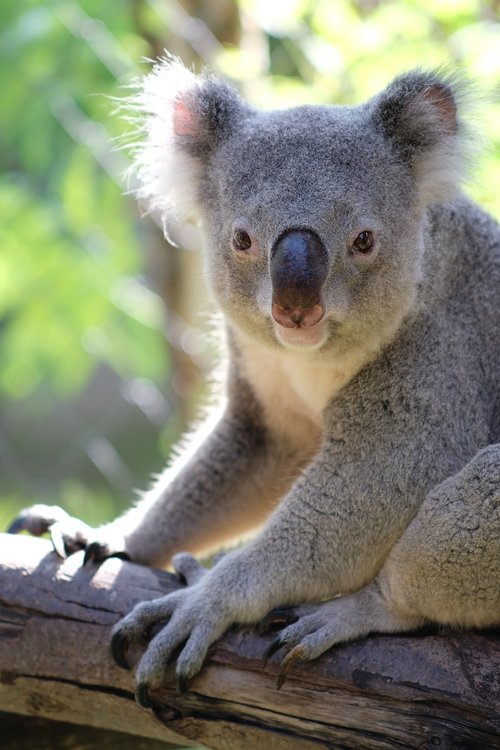 Turėti,  Koala