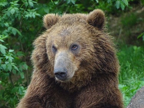 Padengia Kamčiatkos,  Zoo Brno,  Gyvūnai,  Pavojinga,  Žvėris