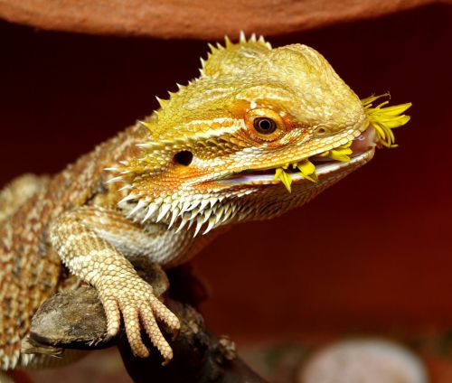 Barzdotas Drakonas, Australia, Driežas, Gyvūnai, Pogona Vitticeps