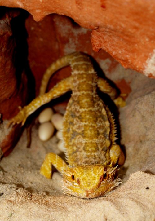 Barzdotas Drakonas, Gyvūnai, Pogona Vitticeps, Kiaušinis