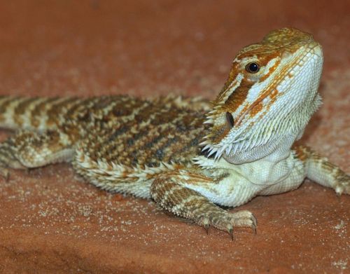 Barzdotas Drakonas, Ropliai, Pogona Vitticeps