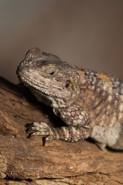 Gyvūnas,  Barzdotas & Nbsp,  Drakonas,  Padaras,  Driežas,  Pogona & Nbsp,  Vitticeps,  Ropliai,  Reptilian,  Žvynuotas,  Oda,  Šuoliai,  Ruda,  Barzdotas Drakonas