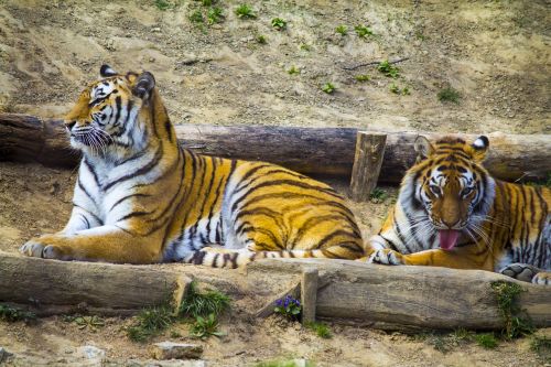 Žvėrys, Tigras, Zoologijos Sodas