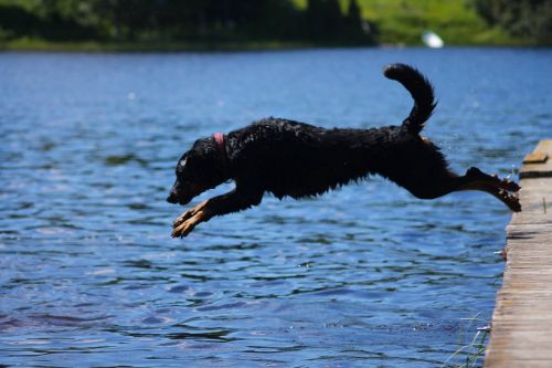 Beauceron, Maudytis, Mielas, Šokinėti, Šokinėja, Šuo, Žavinga, Šlapias, Linksma, Vanduo, Vasara, Jaunas, Laimingas, Lauke, Džiaugsmas, Gamta, Aktyvus