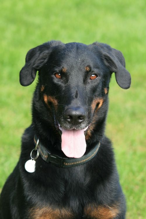 Beauceron, Šuo, Gyvūnai, Berger De Beauce