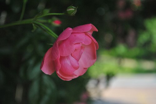 Gražus,  Išaugo,  Rožinis,  Gėlės,  Augalai,  Rausvos Rožės,  Rožinė Rožė