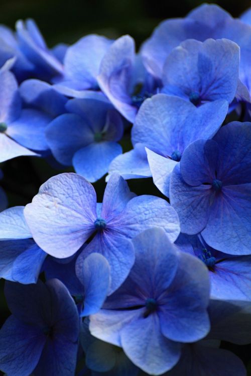 Gražus, Mėlynas, Gėlės, Hortenzija, Komfortas, Aromatas