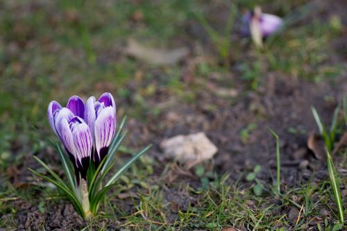 Crocus, Pavasaris, Žydėti, Žiedas, Botanikos, Spalvinga, Flora, Gėlė, Miškas, Sodas, Žolė, Žalias, Pieva, Natūralus, Gamta, Lauke, Parkas, Žiedlapis, Augalas, Violetinė, Šafranas, Sezonas, Sezoninis, Saulė, Violetinė, Balta