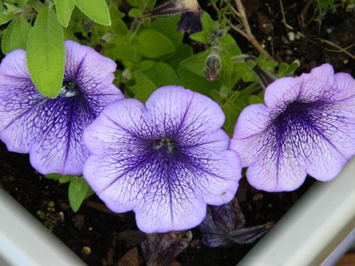Gamta,  Sodas,  Mėlynos & Nbsp,  Gėlės,  Gražios Violetinės Mėlynos Gėlės