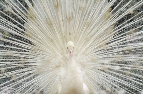 Gražus Baltas Plunksninis Povas, Paukštis, Zoologijos Sodas