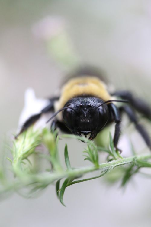 Bičių, Kamanė, Makro, Augalas, Laukinė Gamta