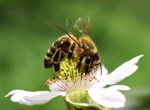 Bičių, Žiedas, Žydėti, Medus, Augalas, Apdulkinimas, Gėlė, Vabzdys, Makro, Pavasaris, Gamta, Uždaryti