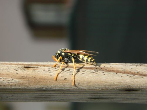 Bičių, Makro, Wäspe, Vabzdys