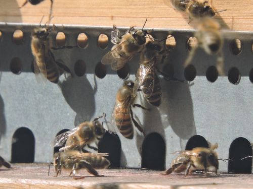 Bičių, Medaus Bitė, Apis Mellifera, Avilys, Bičių Avilys