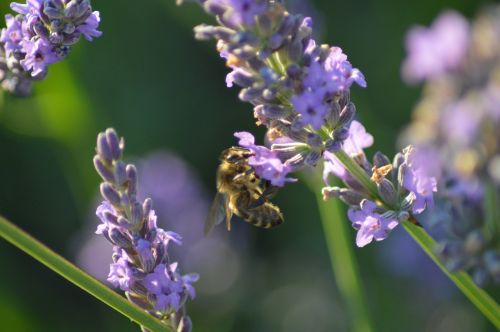 Bičių, Gėlė, Vabzdžiai, Medaus Bitė
