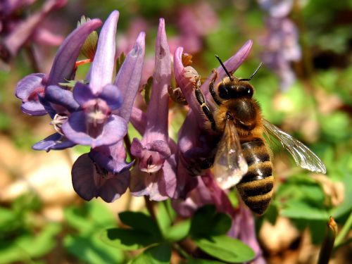 Bičių, Gėlė, Gamta, Medaus Bitė, Vabzdys, Bitės, Violetinė