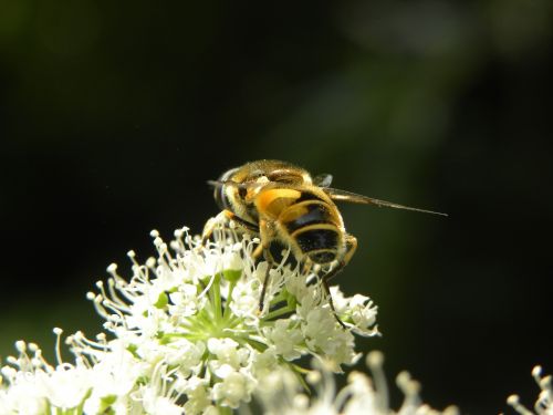Bičių, Gamta, Klaida, Bitės, Iš Arti, Medus, Gėlės, Vabzdžiai