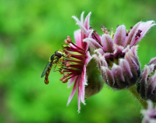 Paprastas Ilgas Pilvo Kampestris, Sphaerophoria Scripta, Sxhwebfliege, Syrphidae, Žiedas, Žydėti, Apdulkinimas, Vasara, Makro, Gėlė, Vabzdys, Violetinė