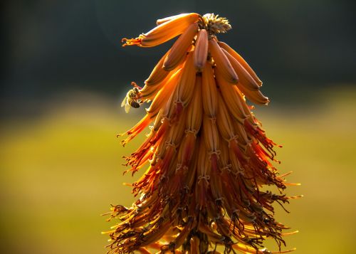 Bičių, Aloe, Gėlė