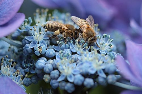Bičių, Medaus Bitė, Apis, Vabzdys, Nektaras, Gėlė, Hortenzija