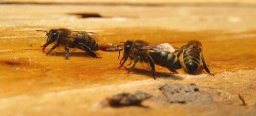 Bičių, Bitės, Medus Bitės, Medus Bitės