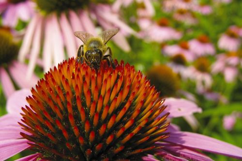 Bičių, Echinacea, Saulės Skrybėlė, Makro, Gamta, Žiedas, Žydėti