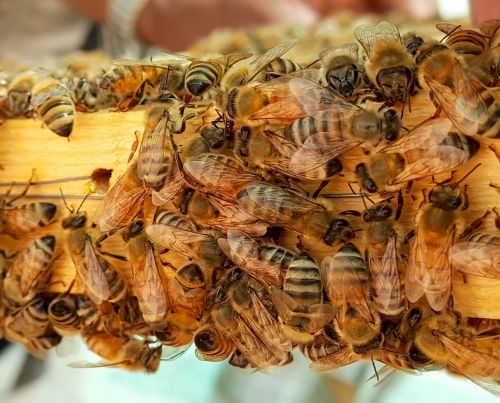Bičių, Bitės, Medus, Medus Bitės, Vaškas, Avilys, Rėmas, Iš Arti, Darbuotojas, Drone, Karalienė, Geltona, Korio Rupiniai, Saudi, Arabija