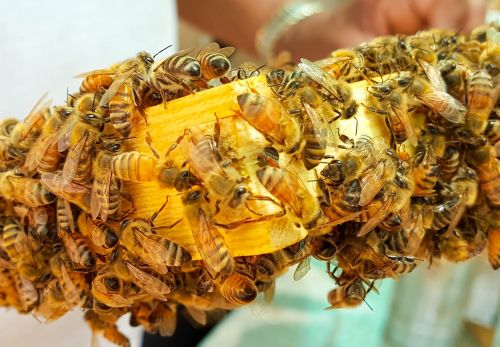 Bičių, Bitės, Medus, Medus Bitės, Vaškas, Avilys, Rėmas, Iš Arti, Darbuotojas, Drone, Karalienė, Geltona, Korio Rupiniai, Saudi, Arabija