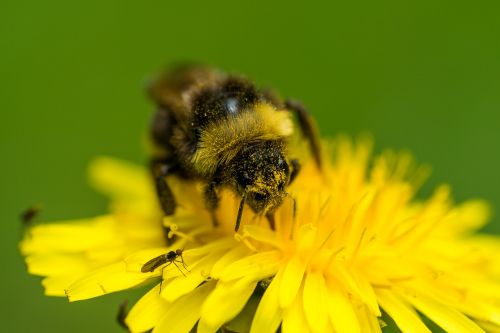 Bičių, Apdulkinimas, Kiaulpienė, Makro