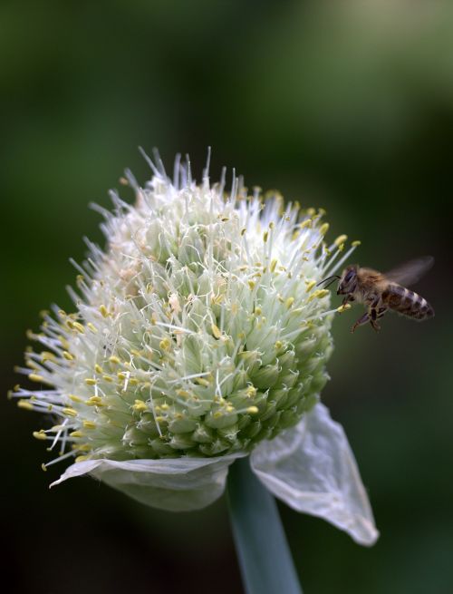 Bičių, Skrydis, Gėlė, Makro, Insekta