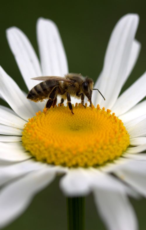 Bičių, Daisy, Žiedadulkės, Darbas, Insekta, Gamta, Gėlė, Balta