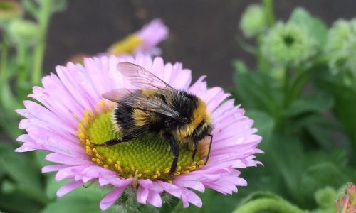 Bičių, Vabzdys, Medaus Bitė, Gėlė, Laukinė Gamta, Sparnas, Apdulkinimas, Rožinis, Violetinė, Gamta, Žydėti