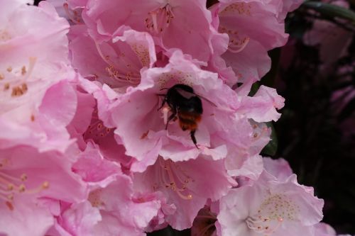 Bičių, Bitės, Medaus Bitė, Medaus Bitė, Antofilas, Darbo Bičių, Vasara