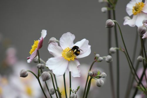 Bičių, Balta Gėlė, Žiedlapiai, Augalas, Flora, Natūralus, Gamta, Gėlė, Žydi