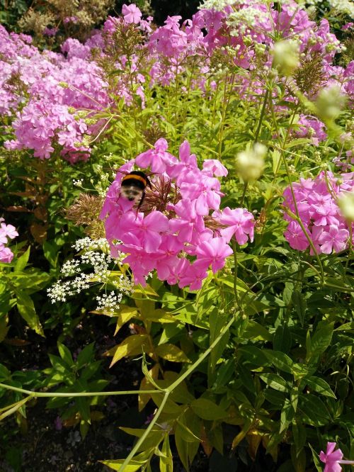 Bičių, Vasara, Gėlės, Violetinė, Vabzdys, Violetinė