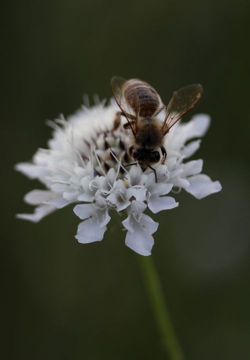 Bičių, Gėlė, Insekta, Apdulkinimas, Pavasaris, Augalas