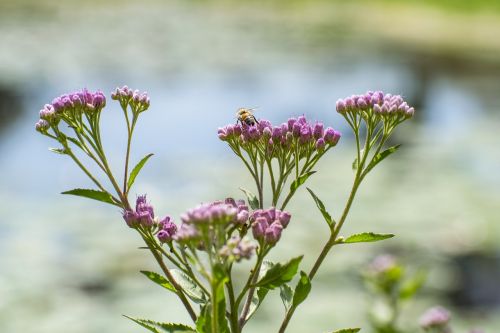 Bičių, Gėlė, Gamta, Violetinė, Bokeh