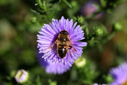 Bičių, Gėlė, Mov, Insekta, Apdulkinimas