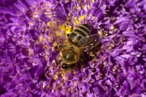 Bičių, Apdulkinimas, Gėlė, Mov, Insekta, Gamta