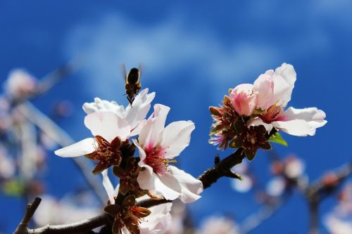 Bičių, Pavasaris, Makro, Pabarstyti, Vabzdys, Žiedas, Žydėti, Apdulkinimas, Žiedas, Sodas, Nektaras, Gamta, Migdolų Medis