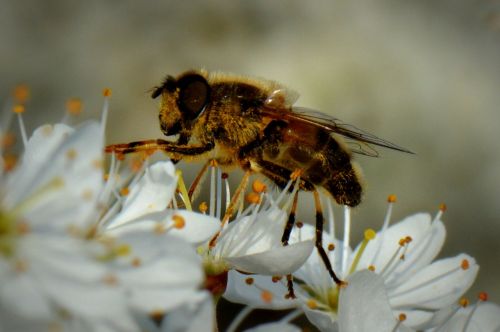 Bičių, Klaida, Gyvūnas, Žiedas, Makro