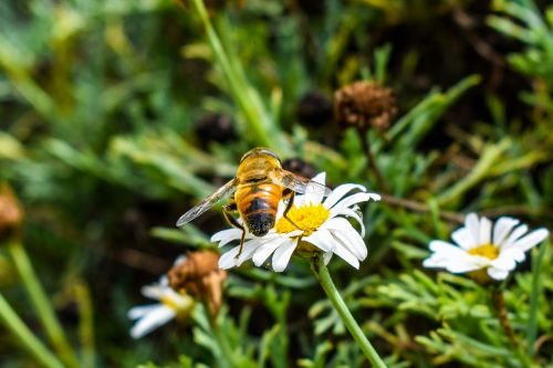 Bičių,  Gamta,  Vabzdys,  Augalas,  Be Honoraro Mokesčio