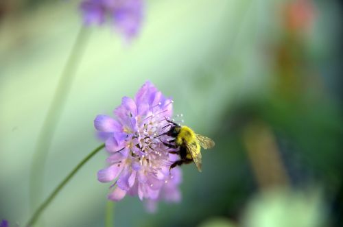 Bičių, Gėlė, Barnsdale Sodai, Medaus Bitė, Vabzdžiai, Vasara