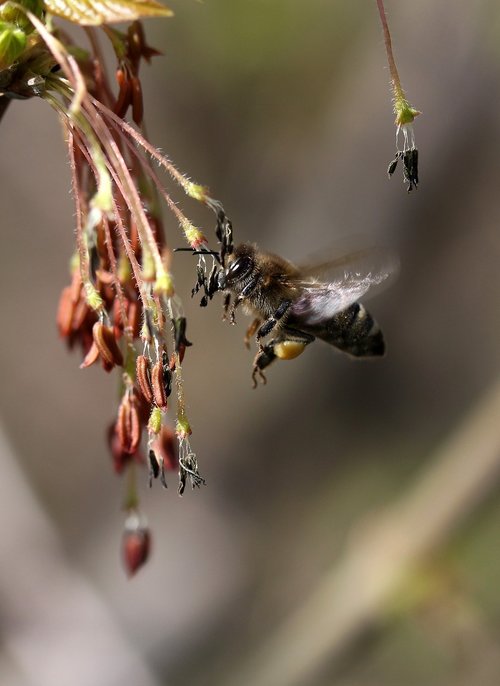 Bičių,  Skrydis,  Apdulkinimas,  Insecta,  Pobūdį,  Pavasaris