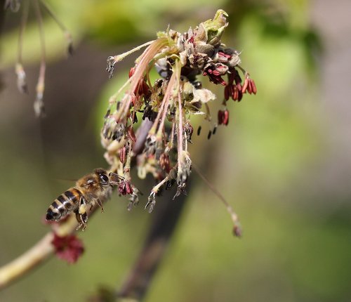 Bičių,  Skrydis,  Apdulkinimas,  Insecta,  Pobūdį,  Pavasaris